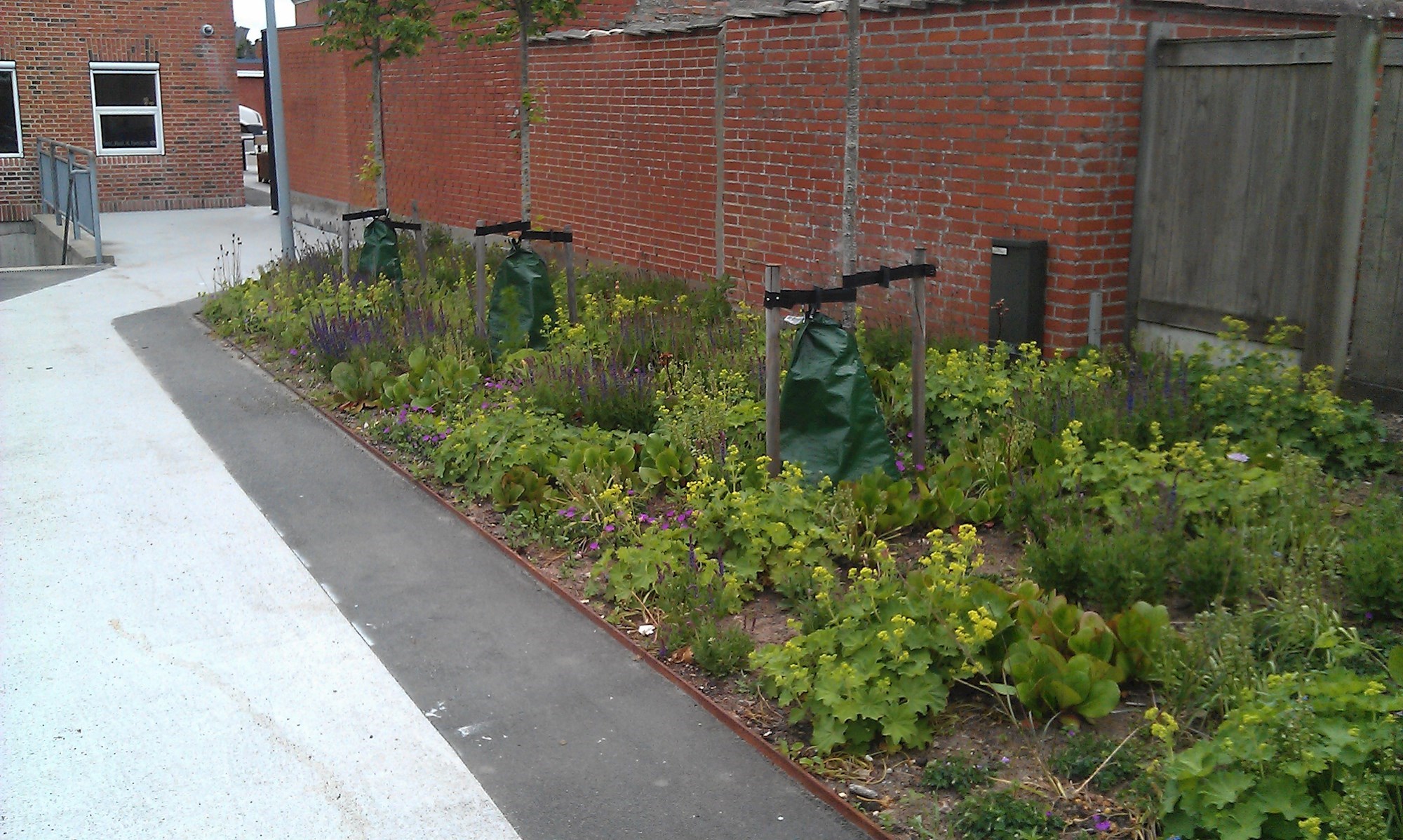 Staudebede ved P-pladsen og sti til Torvet.