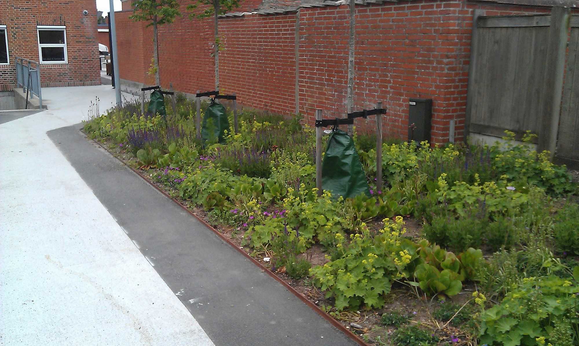 Staudebede ved P-pladsen og sti til Torvet.