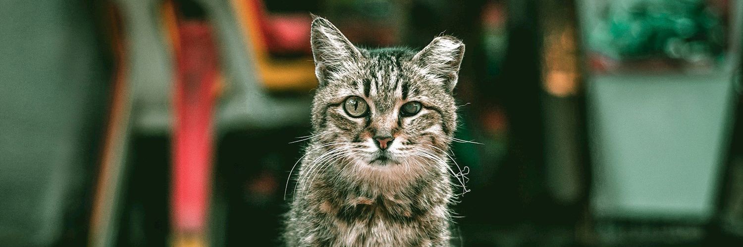 Kat