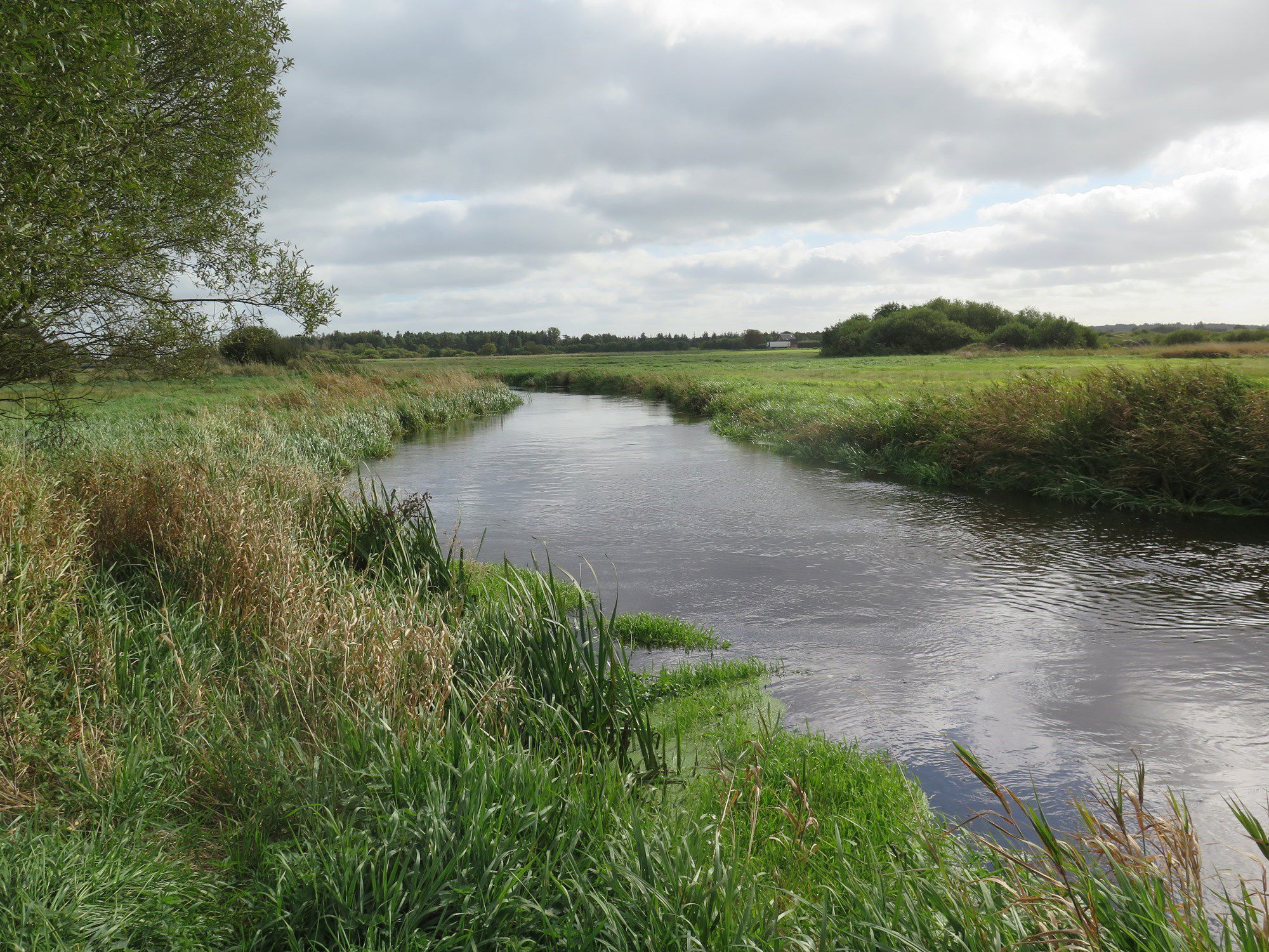 Å-løb gennem grønt sommerlandskab