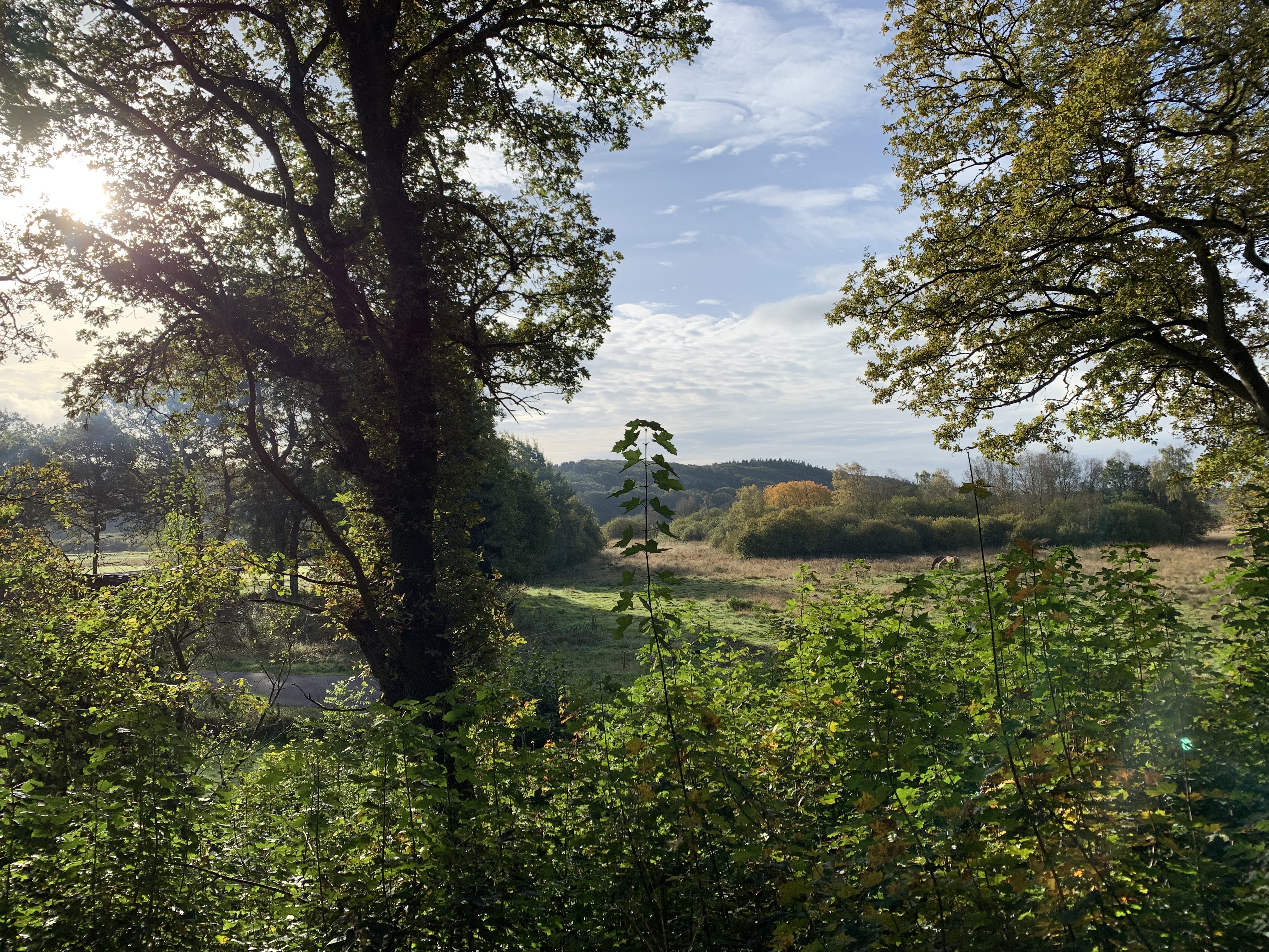 Ådal og træer. En smuk sommer dag.