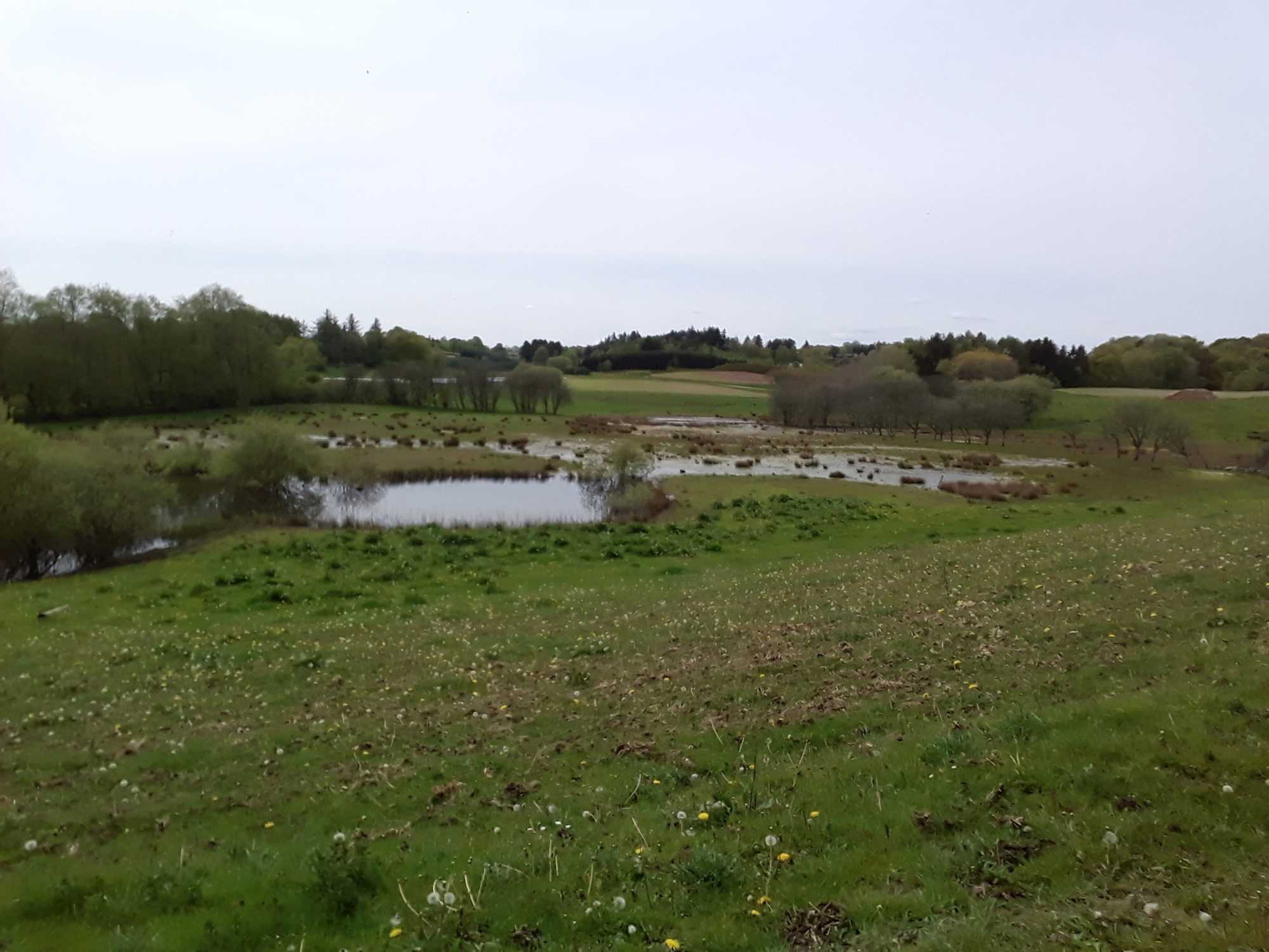 Forårs eng med mose