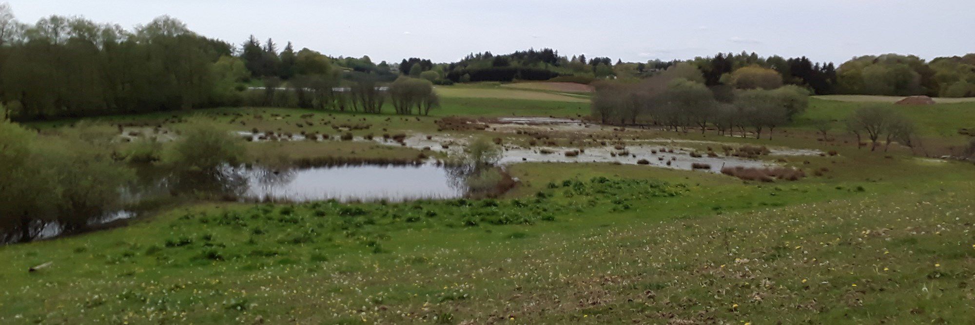 Forårs eng med mose