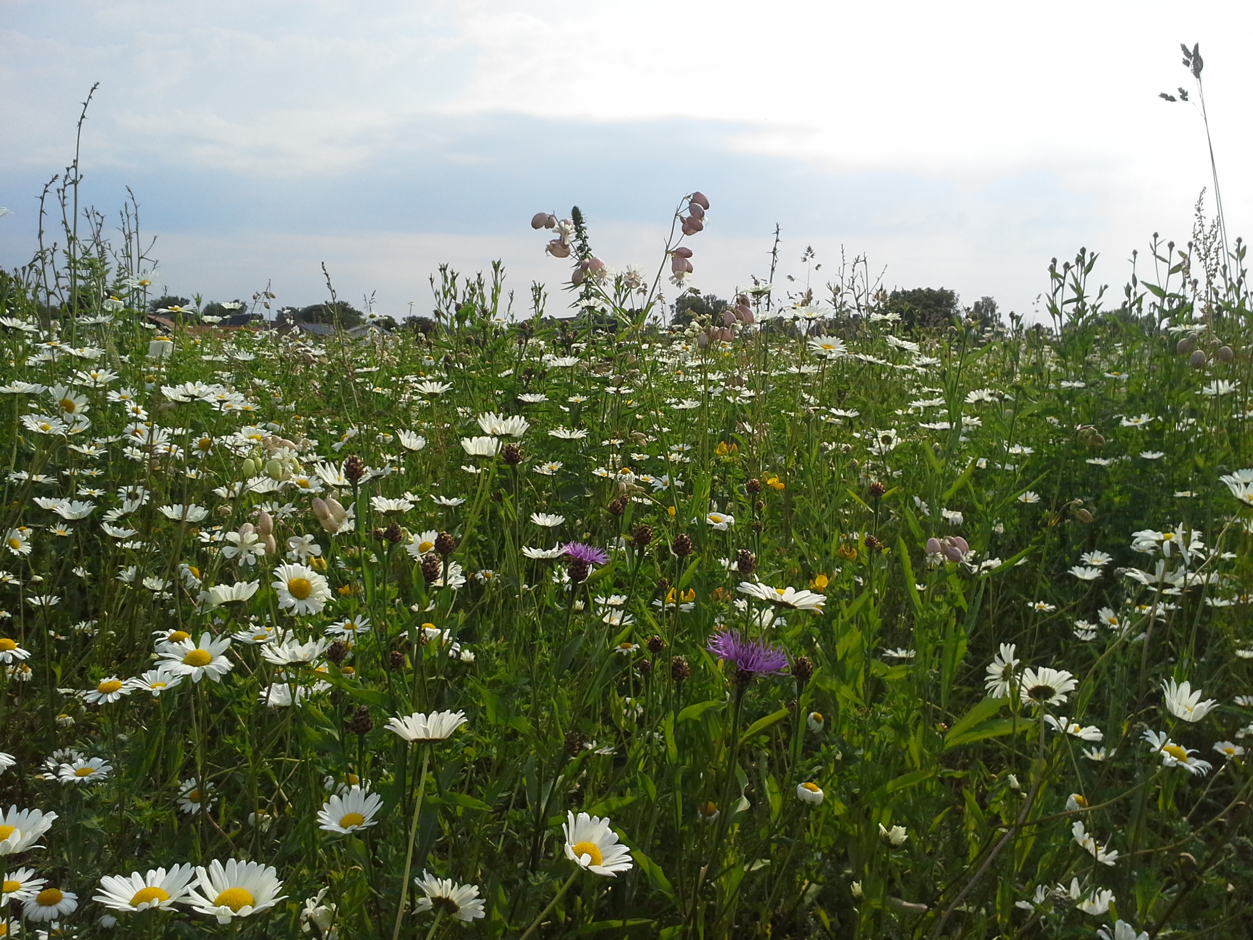 Flot sommerfoto af blomstereng