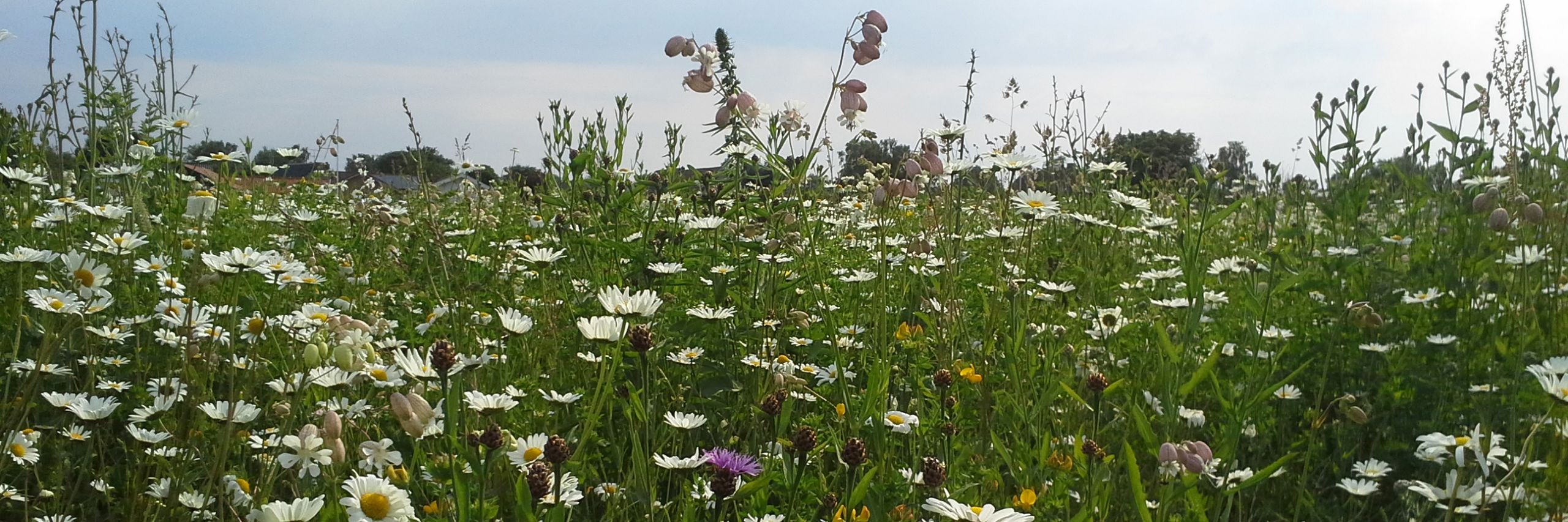 Flot sommerfoto af blomstereng