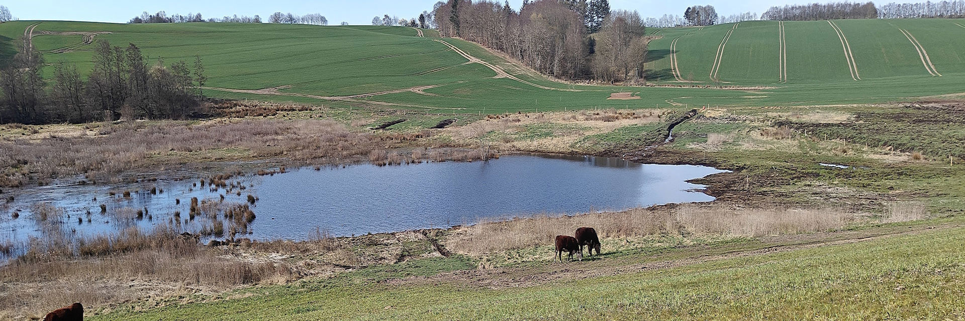 Kvæg der græsser ved en lille sø