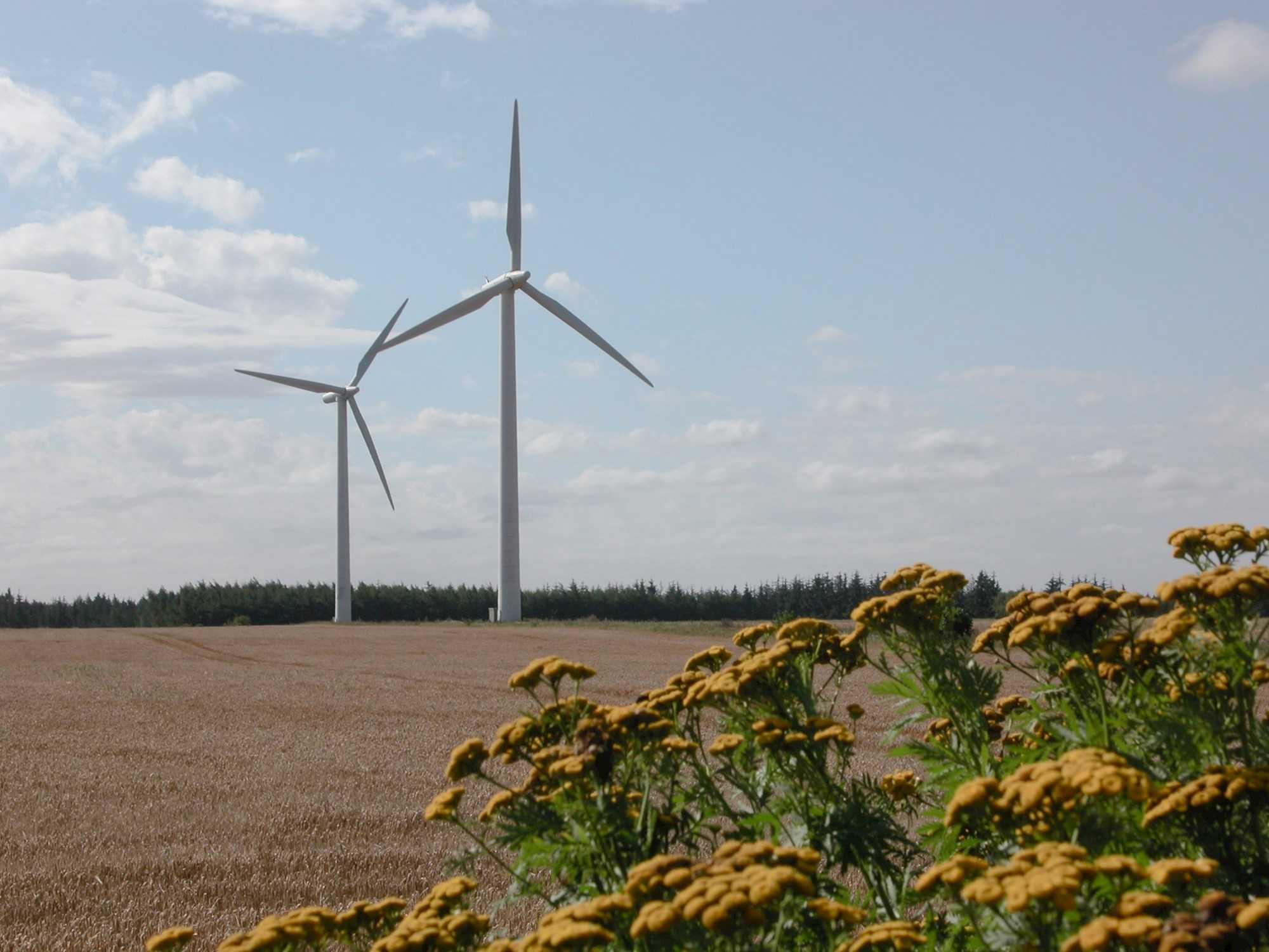To vindmøller ved Karup, på en moden kornmark og med rejnfan i forgrunden